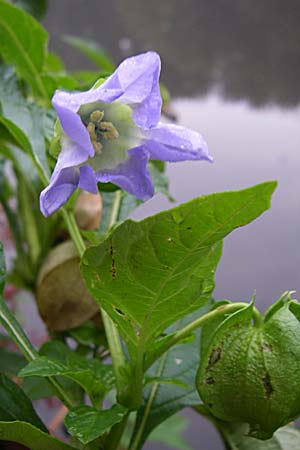 Nicandra physalodes \ Giftbeere, D Weinheim an der Bergstraße 2.10.2007