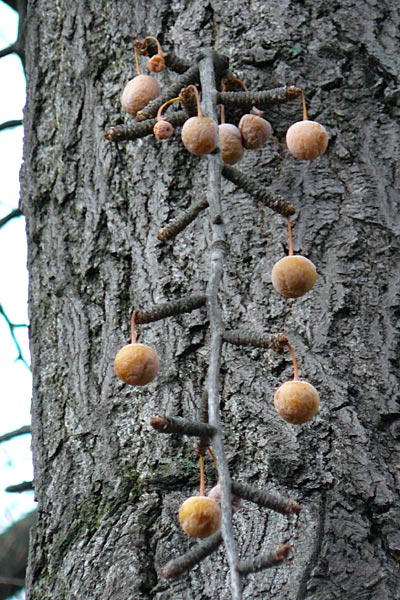 Ginkgo biloba \ Ginkgo, D Mannheim-Neckarau 23.12.2012