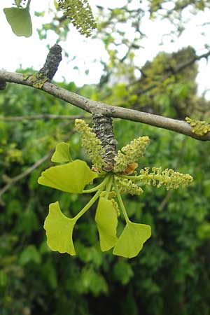 Ginkgo biloba \ Ginkgo / Ginkgo, D Weinheim an der Bergstraße 27.4.2012