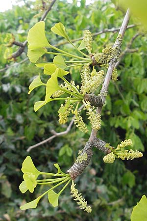 Ginkgo biloba \ Ginkgo, D Weinheim an der Bergstraße 27.4.2012