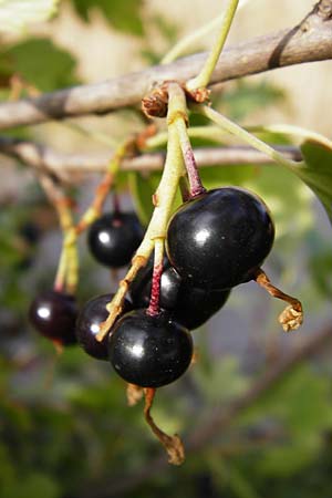 Ribes aureum / Golden Currant, D Gimbsheim 1.7.2014