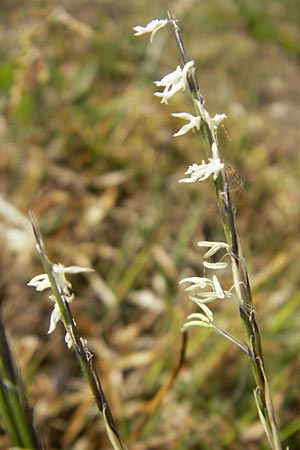 Nardus stricta / Mat Grass, D Karlsruhe 7.5.2011