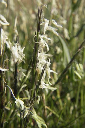 Nardus stricta / Mat Grass, D Karlsruhe 7.5.2011