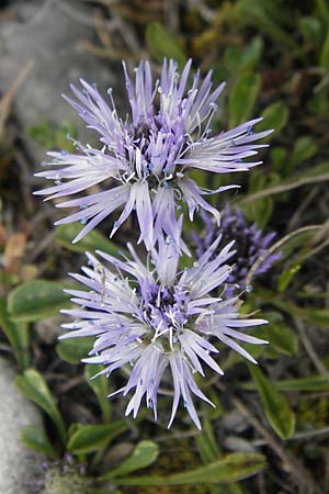 Globularia cordifolia \ Herzblttrige Kugelblume, D Eching 5.5.2012