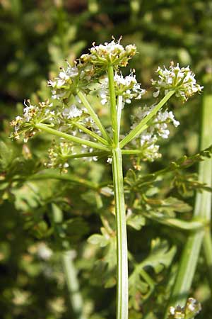 Anthriscus cerefolium \ Garten-Kerbel / Chervil, D Bad Nauheim 19.9.2012