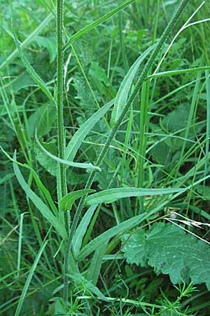 Campanula rapunculus \ Rapunzel-Glockenblume / Rampion Bellflower, D Bensheim 13.6.2006