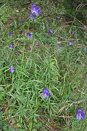 Campanula rotundifolia \ Rundblttrige Glockenblume, D Schwarzwald, Feldberg 18.8.2007