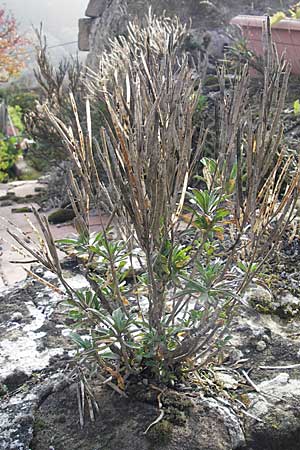 Erysimum cheiri / Wallflower, D Neuleiningen 12.10.2008