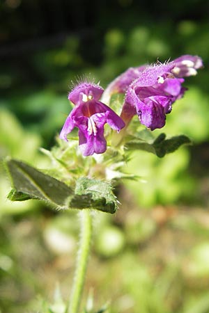 Galeopsis pubescens \ Weichhaariger Hohlzahn / Downy Hemp-Nettle, D Karlsruhe 5.9.2010