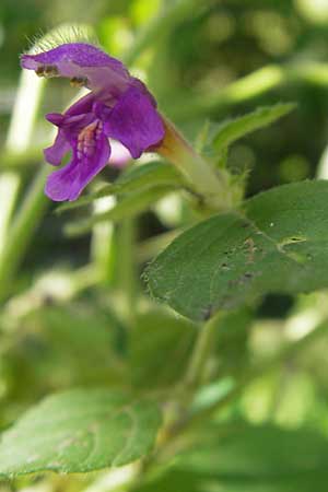 Galeopsis pubescens \ Weichhaariger Hohlzahn / Downy Hemp-Nettle, D Karlsruhe 5.9.2010