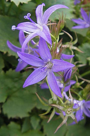 Campanula poscharskyana \ Kriechende Stern-Glockenblume, Hngepolster-Glockenblume, D Mannheim 31.10.2010