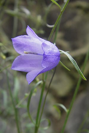 Campanula rotundifolia / Harebell, D Idar-Oberstein 25.6.2011