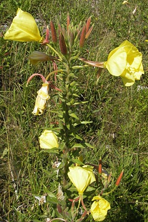 Oenothera glazioviana \ Rotkelchige Nachtkerze / Large-Flowered Evening Primrose, D Kehl 9.7.2011