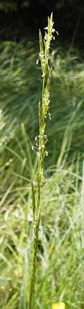 Glyceria fluitans \ Flutender Schwaden / Floating Sweet Grass, D Schwarzwald/Black-Forest, Kaltenbronn 30.6.2013