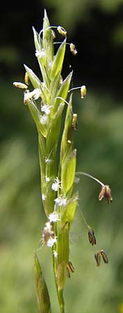 Glyceria fluitans \ Flutender Schwaden / Floating Sweet Grass, D Schwarzwald/Black-Forest, Kaltenbronn 30.6.2013