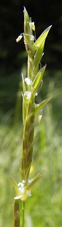 Glyceria fluitans \ Flutender Schwaden / Floating Sweet Grass, D Schwarzwald/Black-Forest, Kaltenbronn 30.6.2013