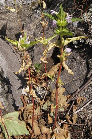 Galeopsis ladanum \ Breitblttriger Hohlzahn, D Rhön, Milseburg 27.7.2013