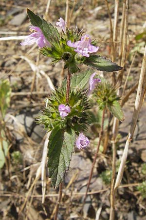 Galeopsis ladanum \ Breitblttriger Hohlzahn / Broad-Leaved Hemp-Nettle, Red Hemp-Nettle, D Gladenbach 17.8.2013