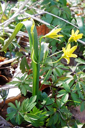 Gagea lutea \ Wald-Gelbstern / Star of Bethlehem, D Hassenbach 27.3.2014