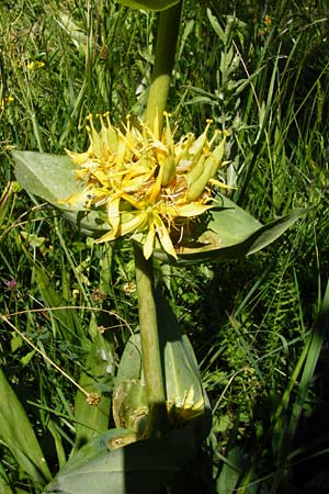 Gentiana lutea \ Gelber Enzian / Yellow Gentian, D Hechingen 21.6.2014