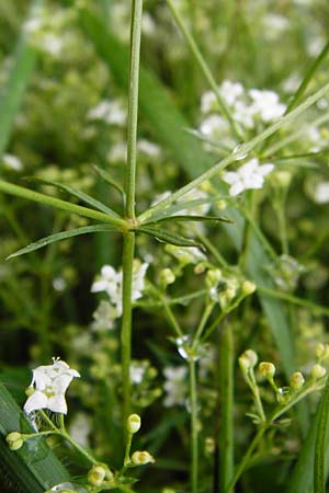 Galium pumilum \ Heide-Labkraut, Zierliches Labkraut, D Irndorfer Hardt 8.7.2014