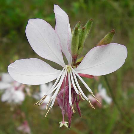 Oenothera lindheimeri \ Prrie-Prachtkerze / Bee Blossom, Whirling Butterflies, D Mannheim 16.7.2014