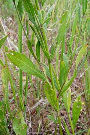 Oenothera lindheimeri \ Prrie-Prachtkerze, D Mannheim 16.7.2014