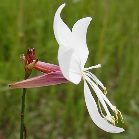 Oenothera lindheimeri \ Prrie-Prachtkerze / Bee Blossom, Whirling Butterflies, D Mannheim 16.7.2014