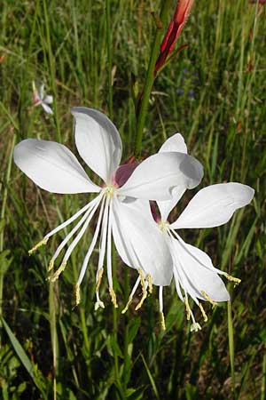 Oenothera lindheimeri \ Prrie-Prachtkerze / Bee Blossom, Whirling Butterflies, D Mannheim 23.7.2014