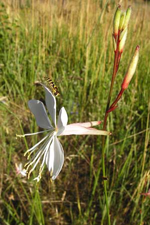 Oenothera lindheimeri \ Prrie-Prachtkerze / Bee Blossom, Whirling Butterflies, D Mannheim 23.7.2014