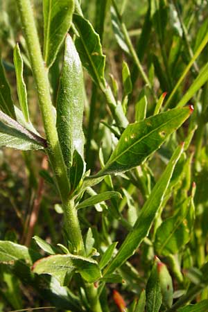 Oenothera lindheimeri \ Prrie-Prachtkerze, D Mannheim 23.7.2014