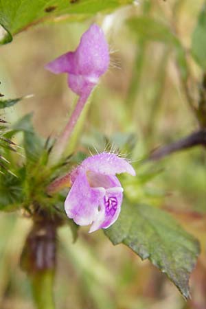 Galeopsis ladanum \ Breitblttriger Hohlzahn / Broad-Leaved Hemp-Nettle, Red Hemp-Nettle, D Gladenbach 17.8.2014