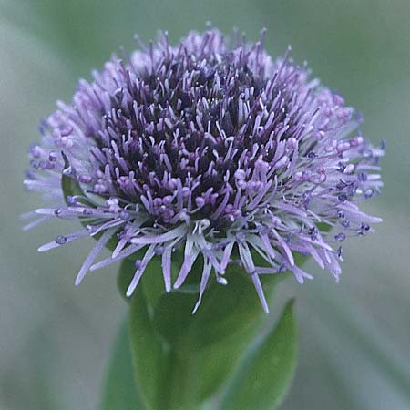 Globularia bisnagarica \ Gewhnliche Kugelblume, D Neuleiningen 1.5.2000