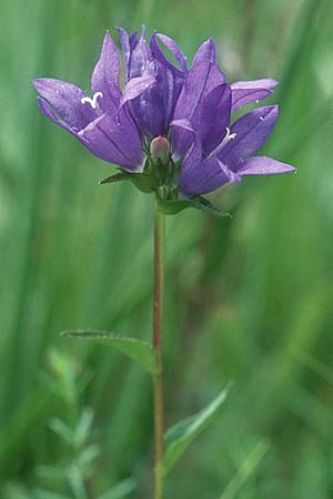 Campanula glomerata \ Knuel-Glockenblume, D Hurlach 16.7.2005