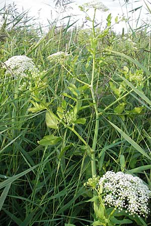 Sium latifolium \ Groer Merk, Breitblttriger Merk / Greater Water Parsnip, D Bad Nauheim 20.7.2009