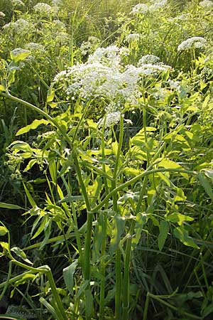 Sium latifolium \ Groer Merk, Breitblttriger Merk, D Bad Nauheim 20.7.2009