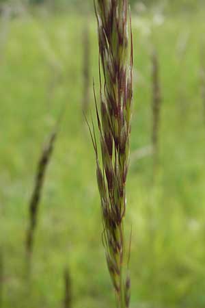 Helictotrichon pubescens \ Flaumiger Wiesenhafer / Downy Alpine Oat Grass, D Mainz 15.5.2010