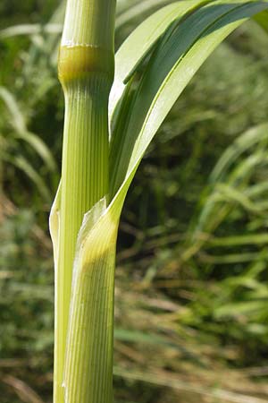 Glyceria maxima \ Wasser-Schwaden / Reed Manna Grass, Reed Sweet Grass, D Groß-Gerau 4.7.2013