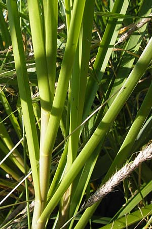 Glyceria maxima \ Wasser-Schwaden / Reed Manna Grass, Reed Sweet Grass, D Groß-Gerau 4.7.2013