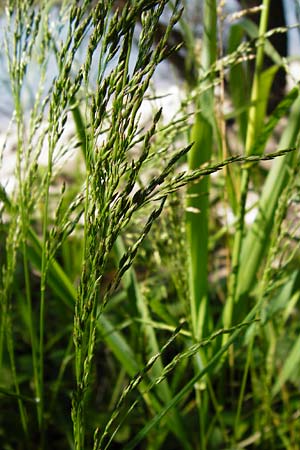 Poa palustris \ Sumpf-Rispengras / Swamp Meadow Grass, D Mannheim 7.6.2014