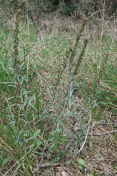 Gnaphalium sylvaticum \ Wald-Ruhrkraut / Heath Cudweed, D Pfälzer Wald 16.9.2006