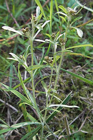 Gnaphalium uliginosum \ Sumpf-Ruhrkraut, D Mörfelden-Walldorf 6.8.2007