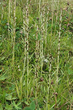 Gnaphalium sylvaticum \ Wald-Ruhrkraut, D Schwarzwald, Feldberg 18.8.2007