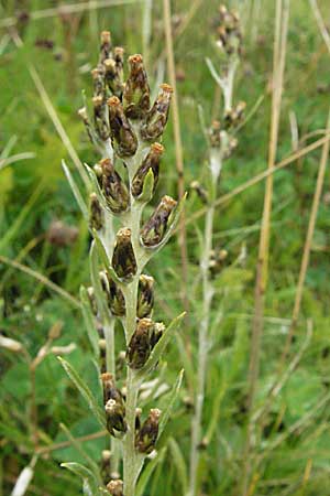 Gnaphalium sylvaticum \ Wald-Ruhrkraut, D Schwarzwald, Feldberg 18.8.2007