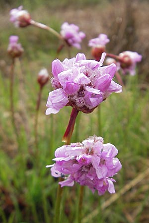 Armeria maritima subsp. purpurea \ Purpur-Grasnelke, Ried-Nelke / Purple Thrift, D Memmingen 22.5.2009