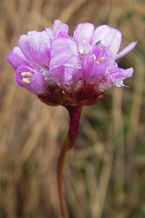 Armeria maritima subsp. purpurea \ Purpur-Grasnelke, Ried-Nelke / Purple Thrift, D Memmingen 22.5.2009