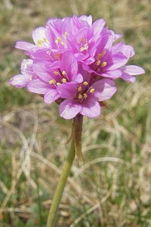 Armeria maritima subsp. halleri / Calaminarian Thrift, D Stolberg 30.4.2012