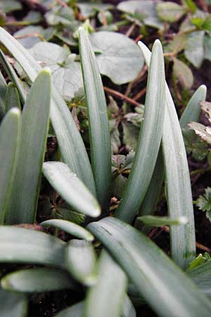 Galanthus nivalis / Snowdrop, D Mannheim 18.2.2014