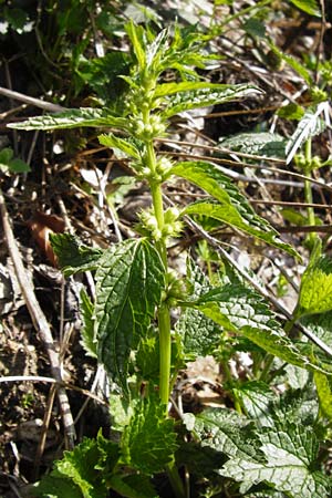 Lamium montanum \ Berg-Goldnessel, D Obernzell an der Donau 30.3.2014