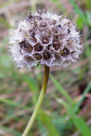 Armeria maritima subsp. elongata \ Sand-Grasnelke, D Bensheim 12.10.2014